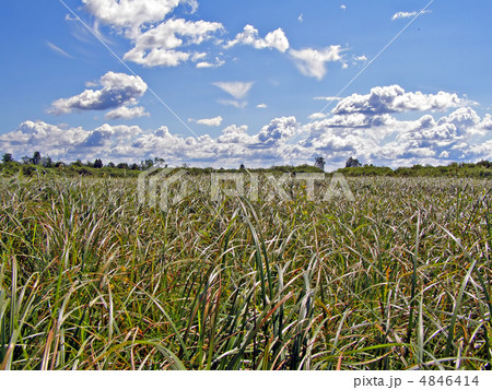herb sedge on field 4846414