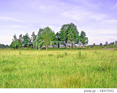 wood on field wood on field 4847042