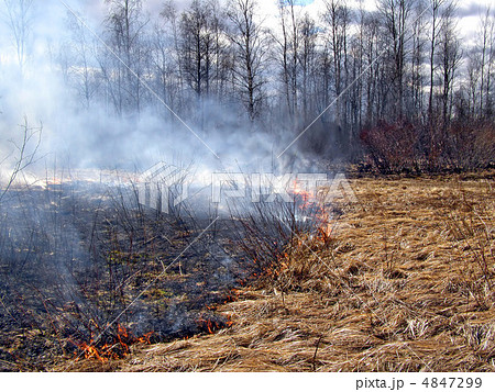 fire in wood 4847299