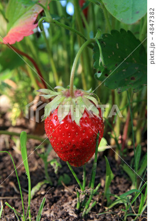 strawberries strawberries 4847382