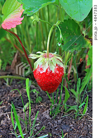 strawberries 4847383