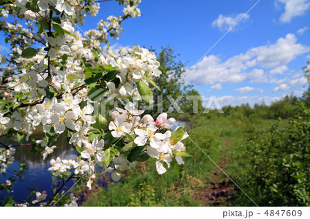 flowerses on aple tree 4847609