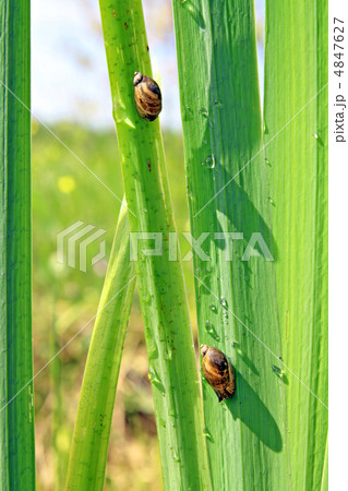 snails on sheet to sedge 4847627