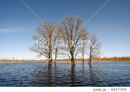 tree in water tree in water 4847704