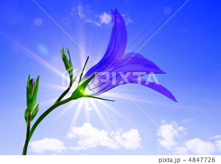 campanula on background sun campanula on background sun 4847726