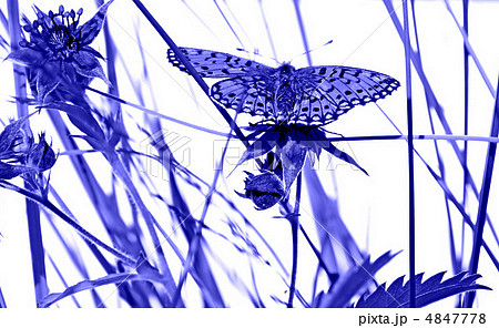 butterfly on flower under blue illumination butterfly on flower under blue illumination 4847778
