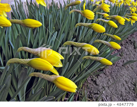 young narcissuses young narcissuses 4847779