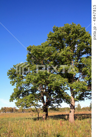 yellow oak on autumn field yellow oak on autumn field 4847815