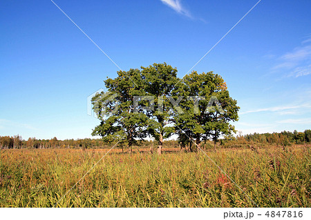 yellow oak on autumn field yellow oak on autumn field 4847816