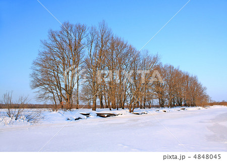 tree in snow tree in snow 4848045