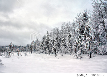 tree in snow tree in snow 4848065