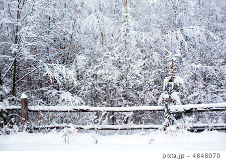 tree in snow tree in snow 4848070