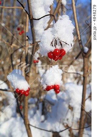 viburnum in snow 4848279