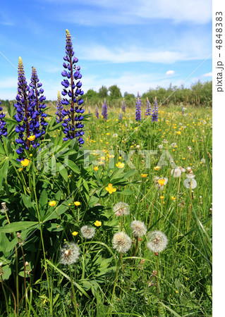 lupines on spring field 4848383