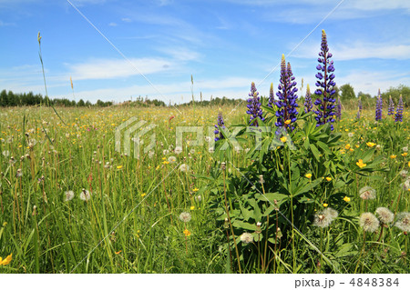 lupines on spring field 4848384