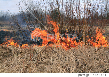 fire in herb 4848461