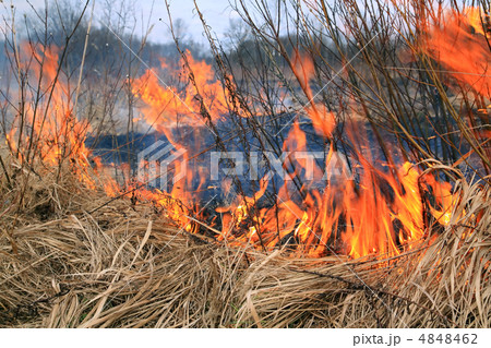 fire in herb 4848462