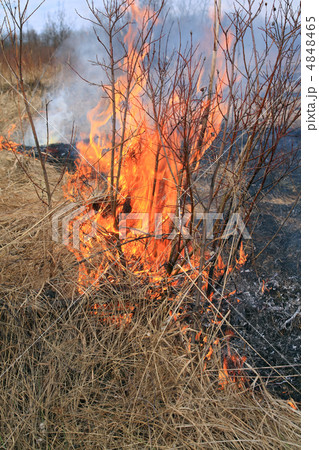 fire in herb 4848465