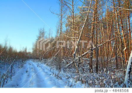 rural road in pine wood rural road in pine wood 4848508