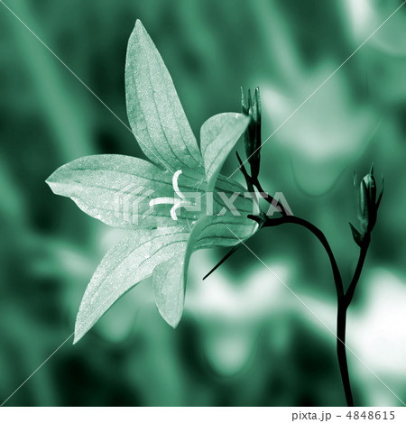 campanula on meadow 4848615