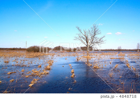 oak in water oak in water 4848718