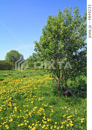 dandelions in wood 4849233