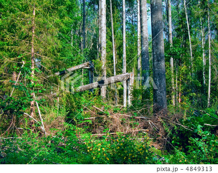 wild wood 4849313