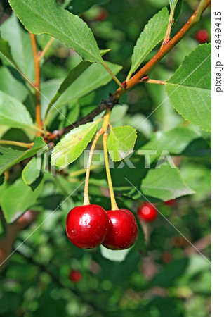 cherry cherry 4849415