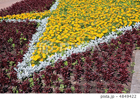 flowerses on lawn flowerses on lawn 4849422