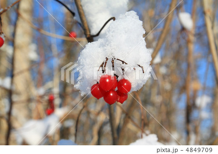 red berries of the viburnum in snow 4849709