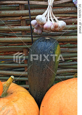 vegetable set near old fence vegetable set near old fence 4849736