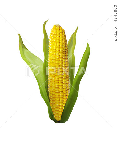 corn isolated on white background 4849800