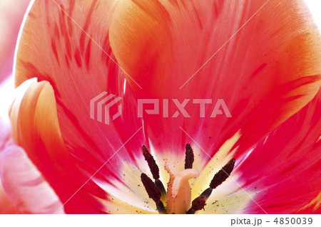tulips tulips 4850039