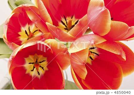 Beautiful red tulips close-up Beautiful red tulips close-up 4850040