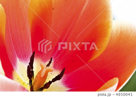 Beautiful red tulips close-up 4850041