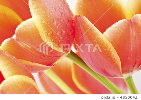 Beautiful red tulips close-up 4850042