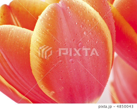 tulips tulips 4850043