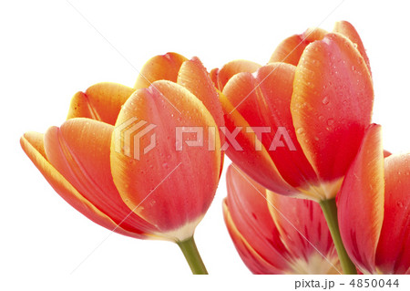 bouquet of red tulips isolated on white bouquet of red tulips isolated on white 4850044