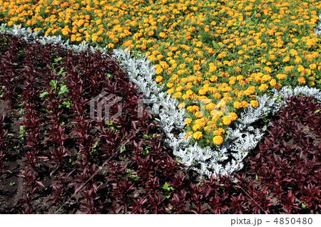 flowerses on lawn flowerses on lawn 4850480