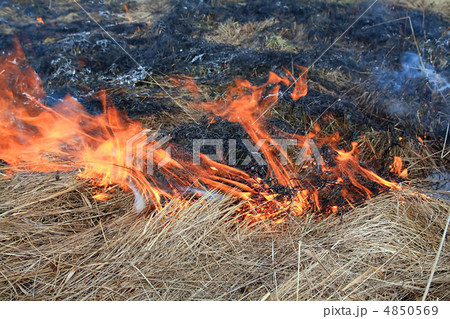 fire in herb fire in herb 4850569