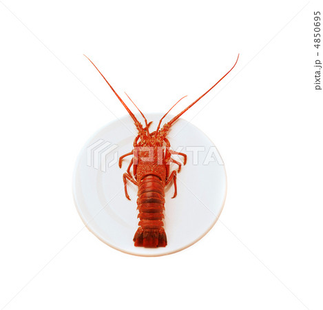 Lobster Lobster 4850695