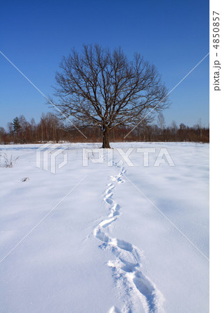 traces in snow traces in snow 4850857