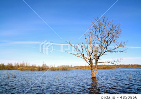small oak amongst spring flood 4850866