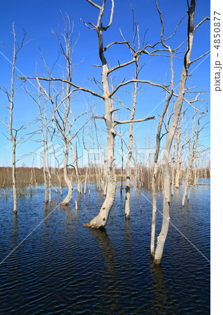 dry tree amongst spring flood dry tree amongst spring flood 4850877