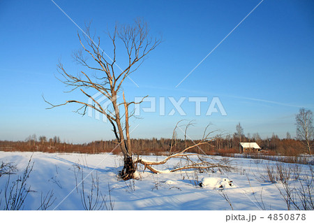 old tree 4850878