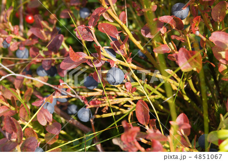 blueberries 4851067