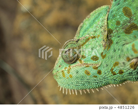 Green chameleon 4851226