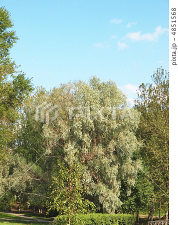 Willow Willow 4851568