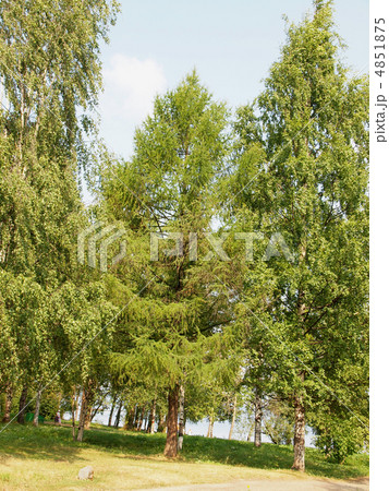 Park on coast of lake 4851875