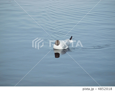 The seagull on lake 4852018